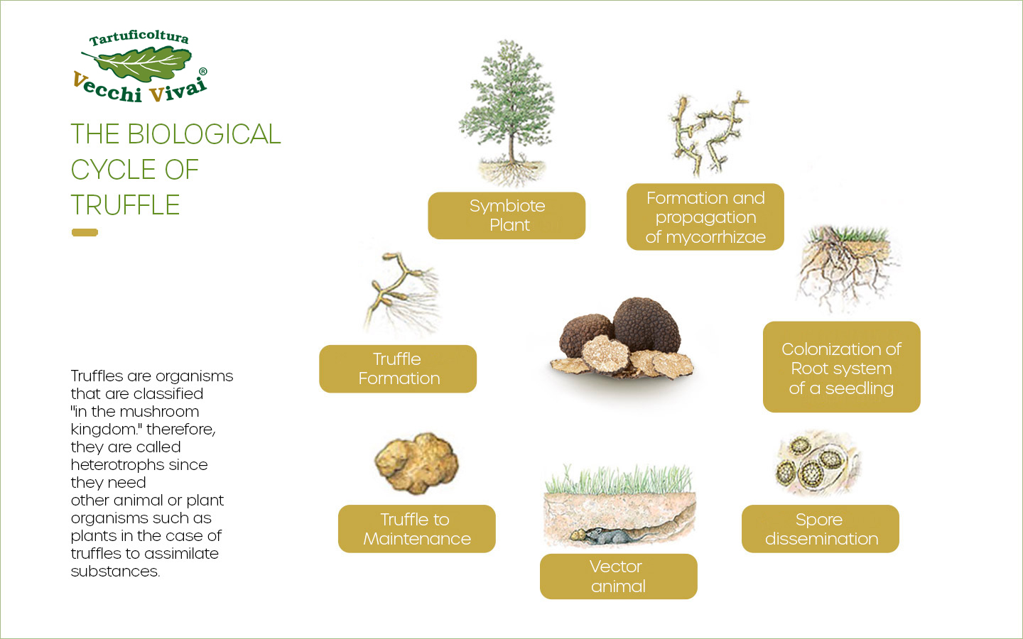 Ciclo biologico del tartufo