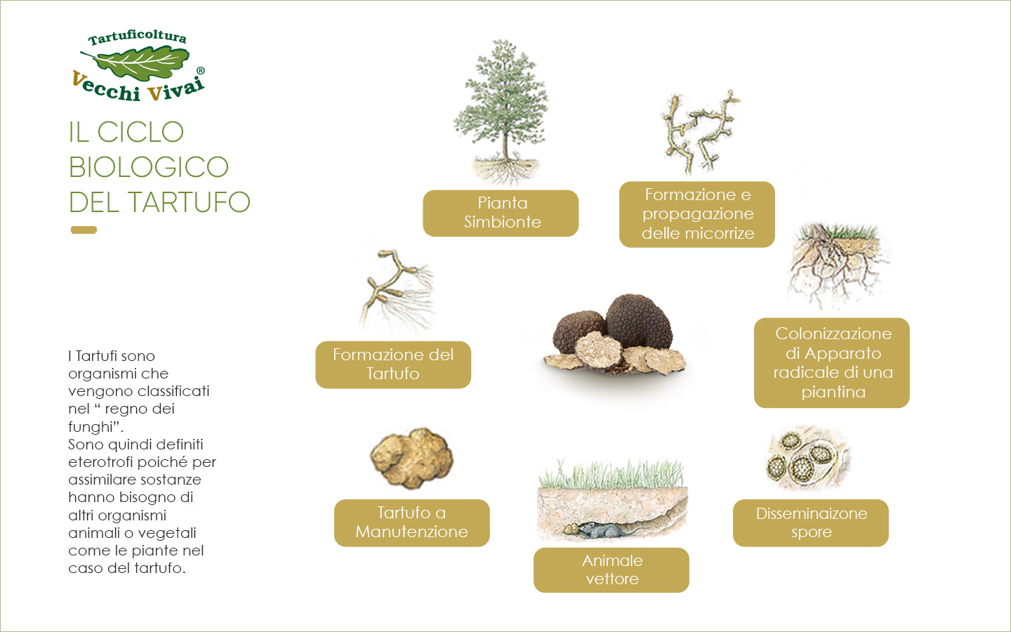 Ciclo biologico del tartufo